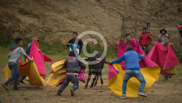 Teasing a Bull at The Local Rodeo