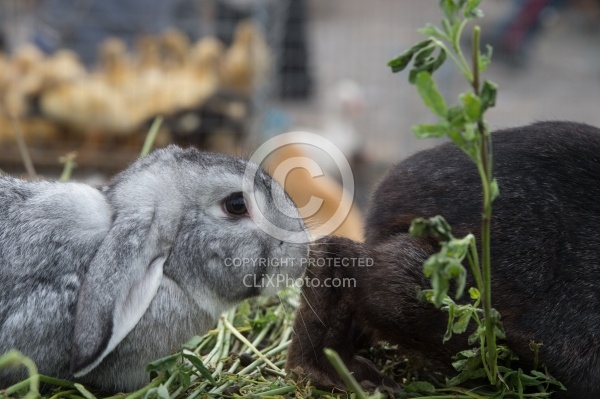 Rabbits at the Local Market in Aloag, Ecuador