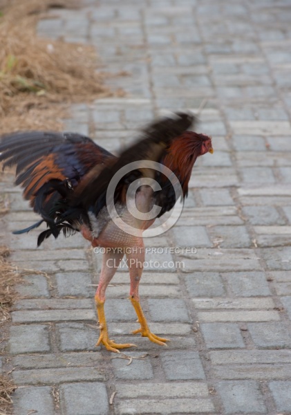 Fighting Rooster at the Local Market in Aloag, Ecuador