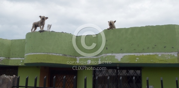 Roof Dogs in Aloag on the Way to Bomboli