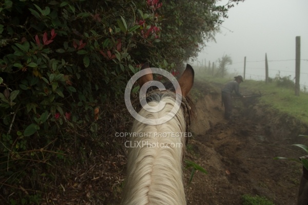 Watching Rodrigo Fix the Trail in the Cloud Forest in Bomboli, E