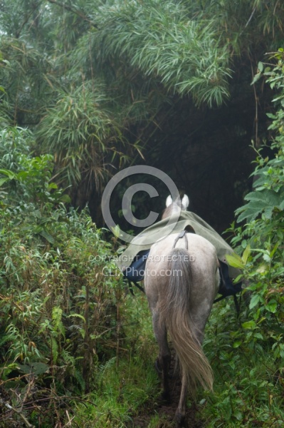 Entering the Cloud Forest on the Way to Bomboli