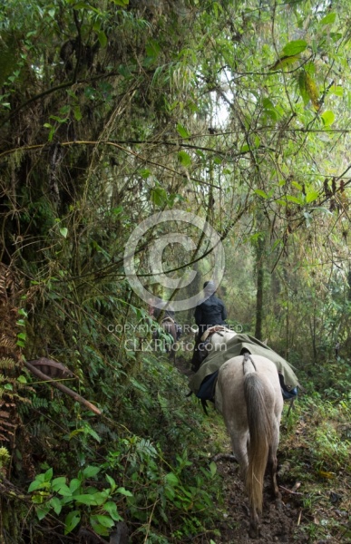 Entering the Cloud Forest on the Way to Bomboli