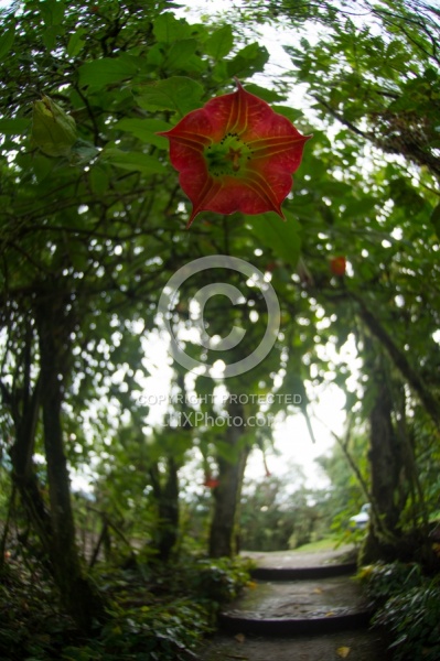 Trumpet Vine at Bomboli, Ecuador