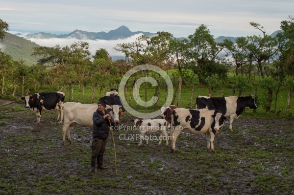 Dairy Cattle at Bomboli, Ecuador
