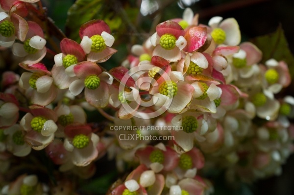 Garden Tour at Bomboli, Ecuador