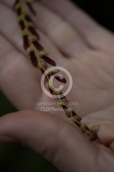 Garden Tour at Bomboli, Ecuador
