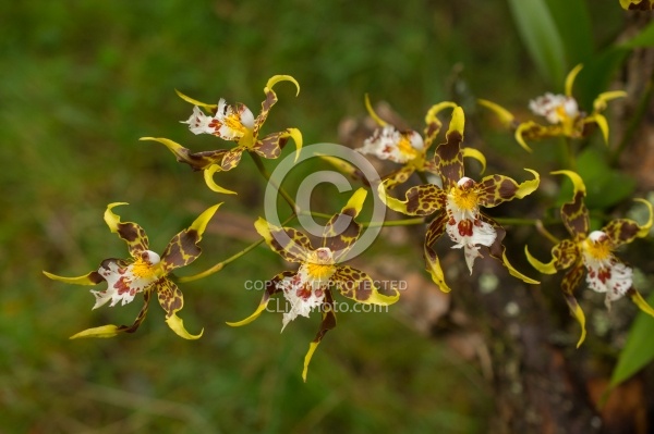 Orchids on Garden Tour at Bomboli, Ecuador