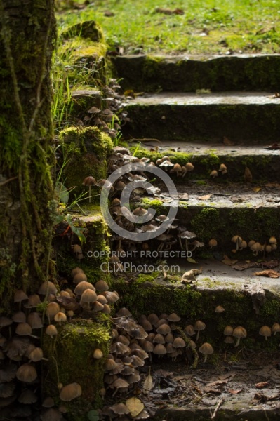 Mushrooms on Garden Tour at Bomboli, Ecuador
