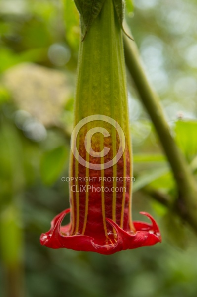 Garden Tour at Bomboli, Ecuador