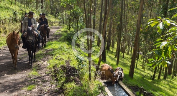 The non working horses stop to take a drink on the trail leaving