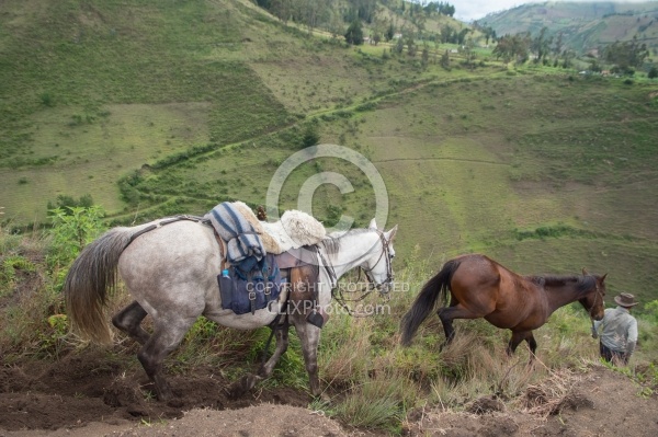 Sending Horses Downhill on High Andes Ride