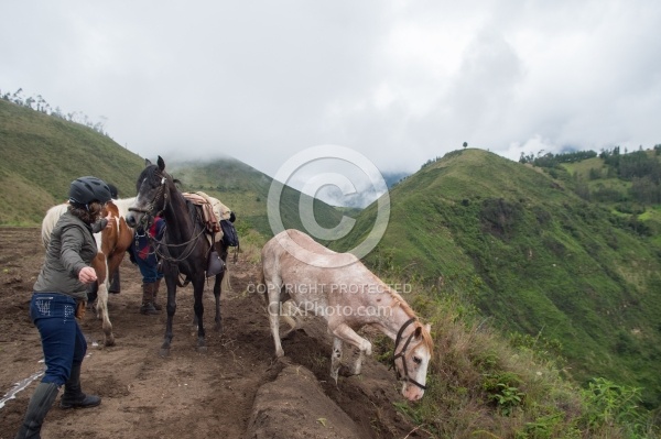 Sending Horses Downhill on High Andes Ride