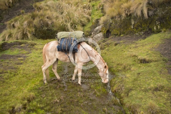 Chuggo stops for a drink in the valley river in The high Andes