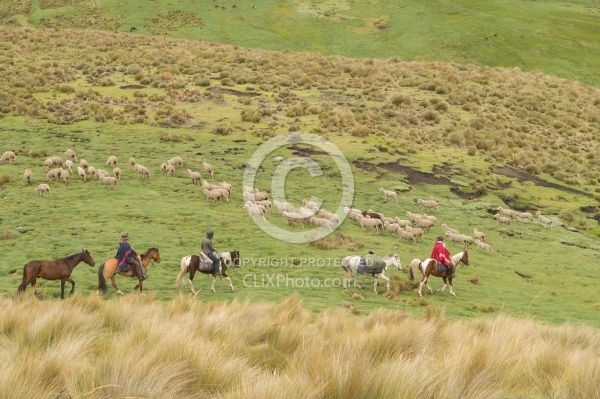 Riding past sheep herds in the High Andes