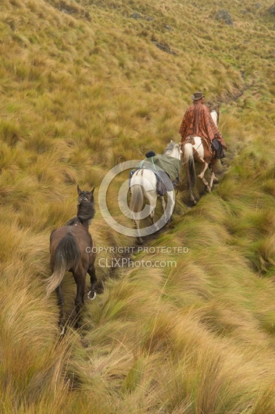 In the Paramo in the high Andes