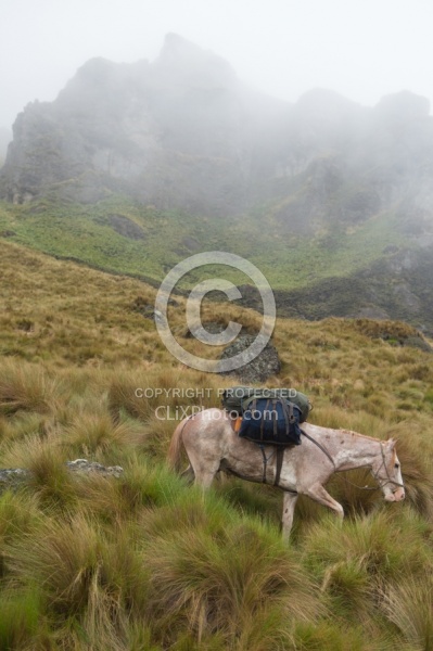 Chuggo in the Paramo in the High Andes