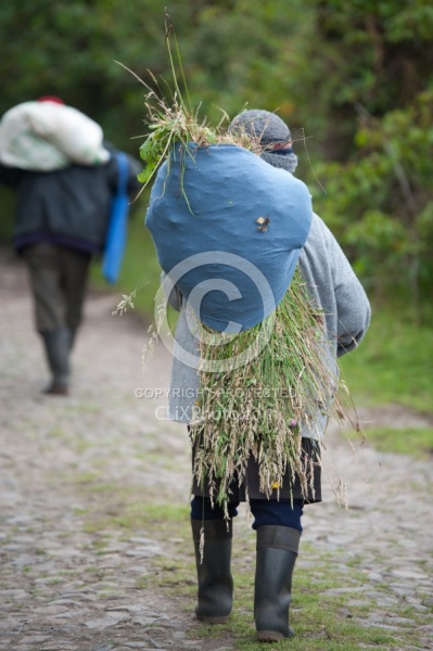 Lady that Collected Grass for her Guinea Pigs