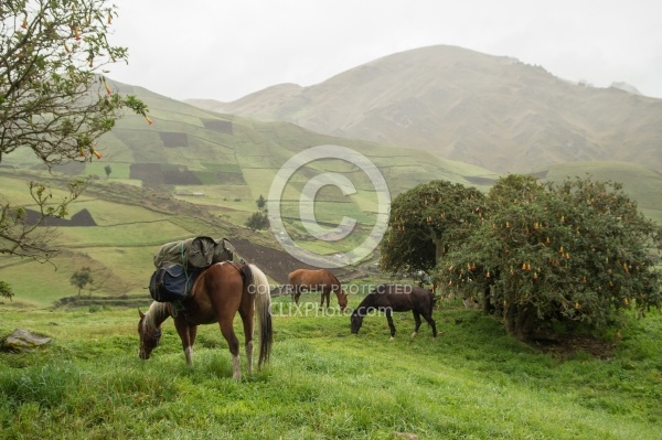 Morning view at Angels