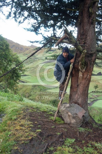 Angel checks his herd in the high Andes, Ecuador