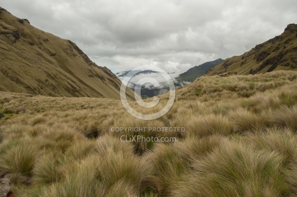 The Paramo Grass in the High Andes