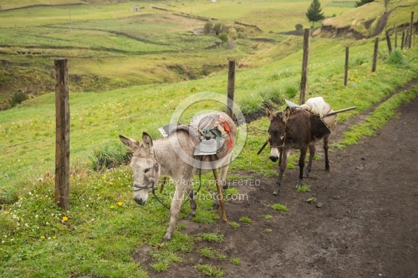 Burrows Carrying Farm Implements