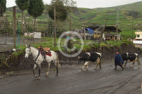 A Horse Helps pull a Cow up the Hill