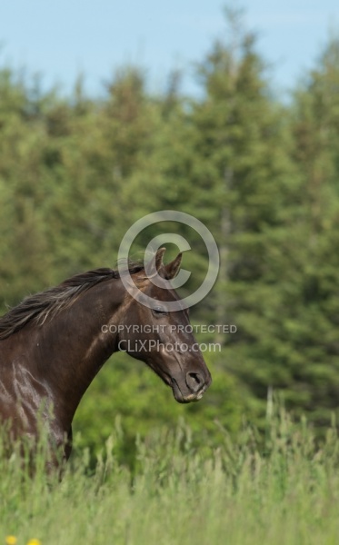 Rocky Mountain Horse Portrait, Bonnie View Farms