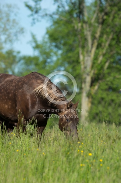 Rocky Mountain Horse Portrait, Bonnie View Farms