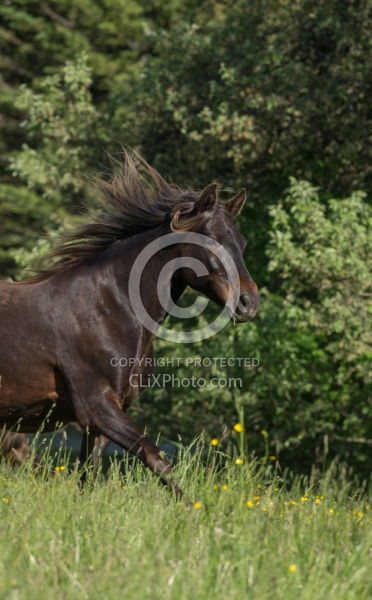 Rocky Mountain Horse Portrait, Bonnie View Farms