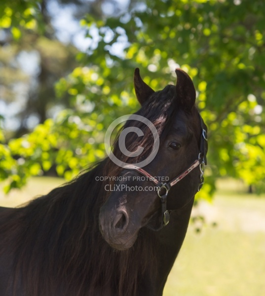 Rocky Mountain Horse Portrait, Bonnie View Farms