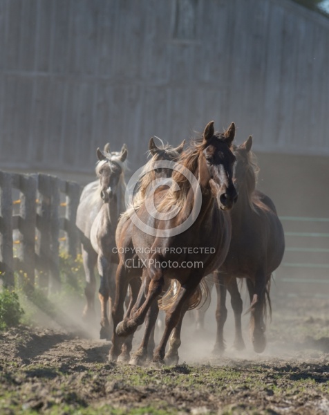 Rocky Mountain Horse Free Running