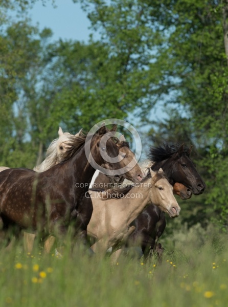 Rocky Mountain Horse Free Running