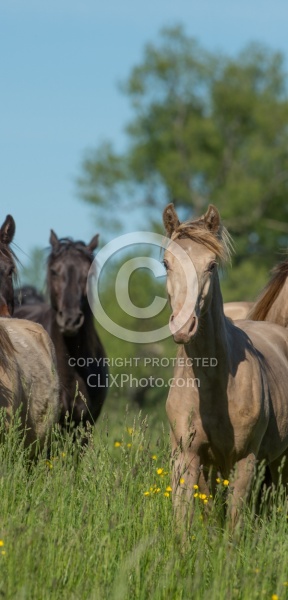 Rocky Mountain Horse Free Running
