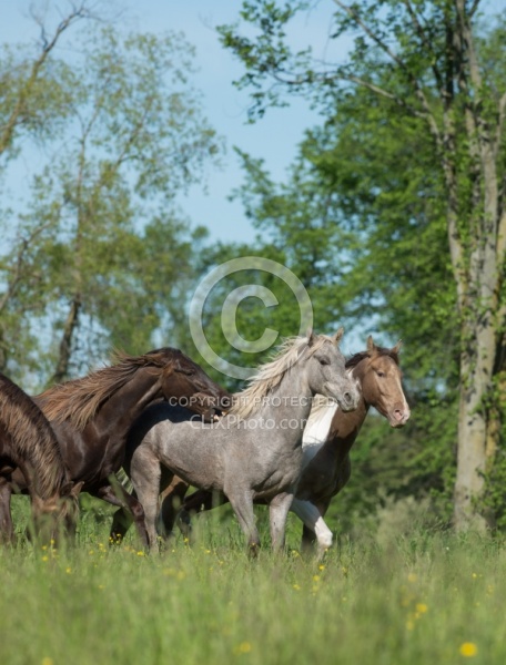 Rocky Mountain Horse Free Running