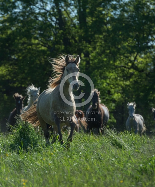 Rocky Mountain Horse Free Running