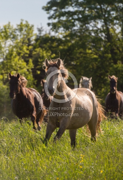 Rocky Mountain Horse Free Running