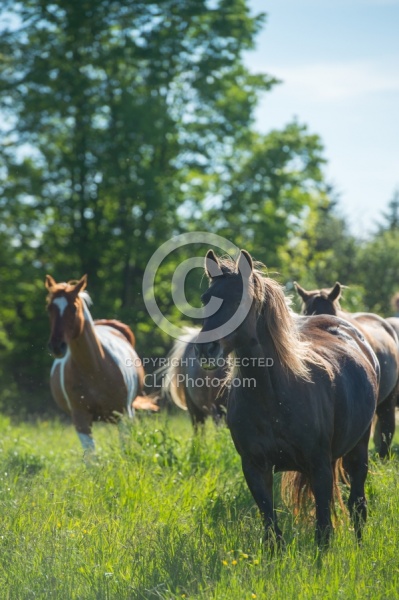 Rocky Mountain Horse Free Running