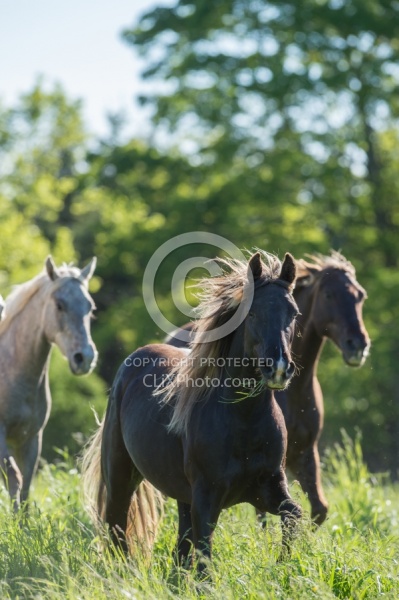 Rocky Mountain Horse Free Running