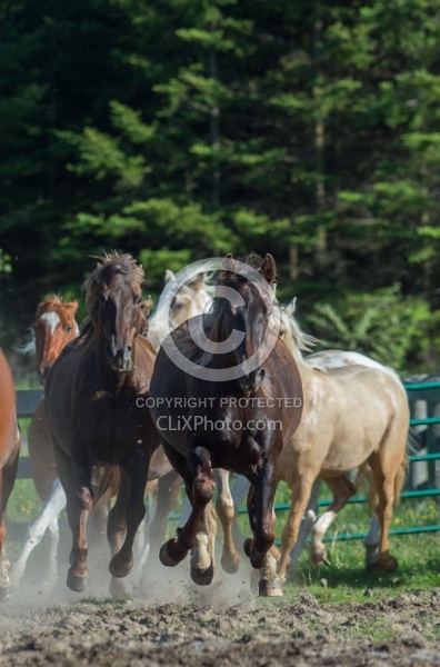Rocky Mountain Horse Free Running