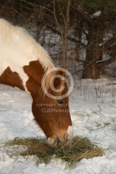 Horses Eating Hay in Winter