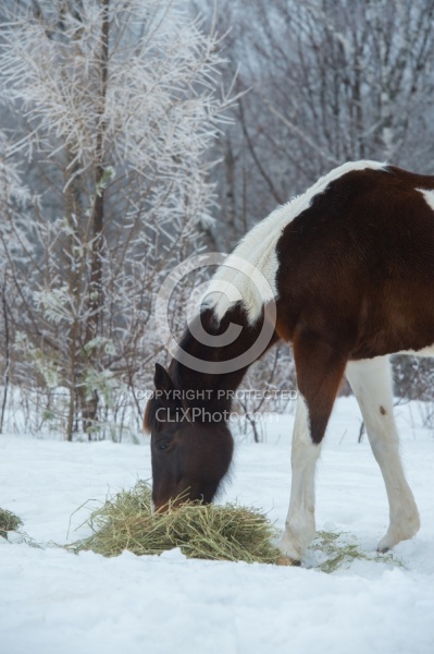 Horses Eating Hay in Winter