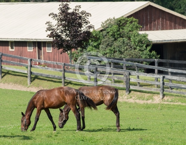 Yearlings Grazing