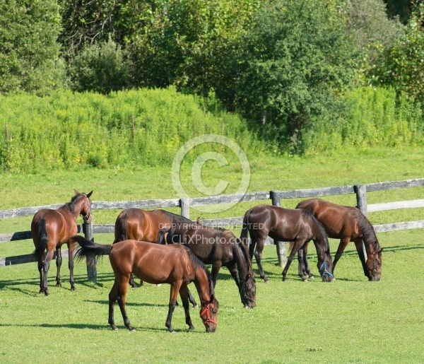 Yearlings Grazing