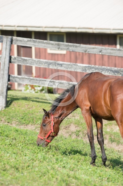 Yearlings Grazing