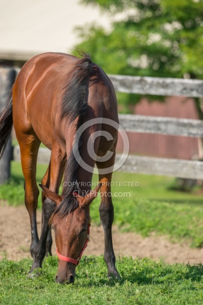 Yearlings Grazing