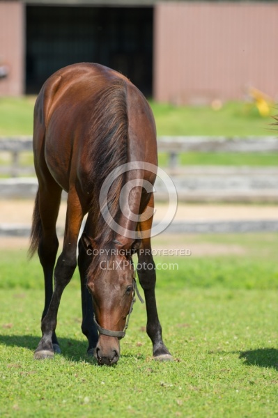Yearlings Grazing