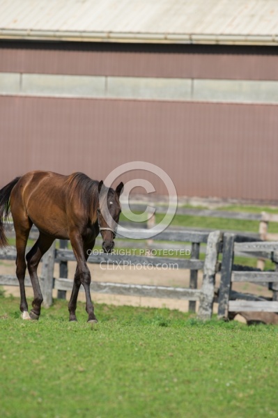 Yearlings Grazing