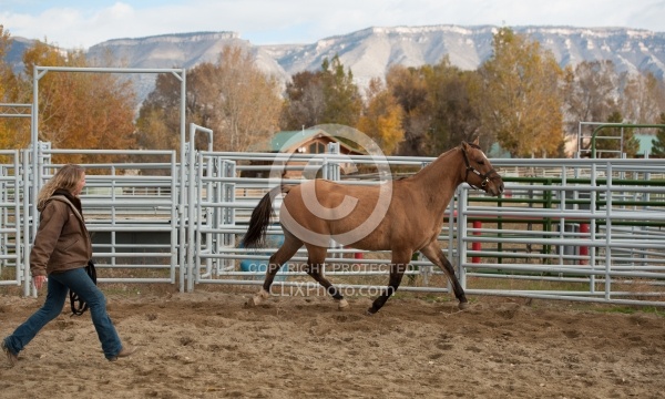 Round Pen Work