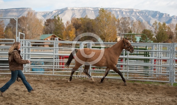 Round Pen Work